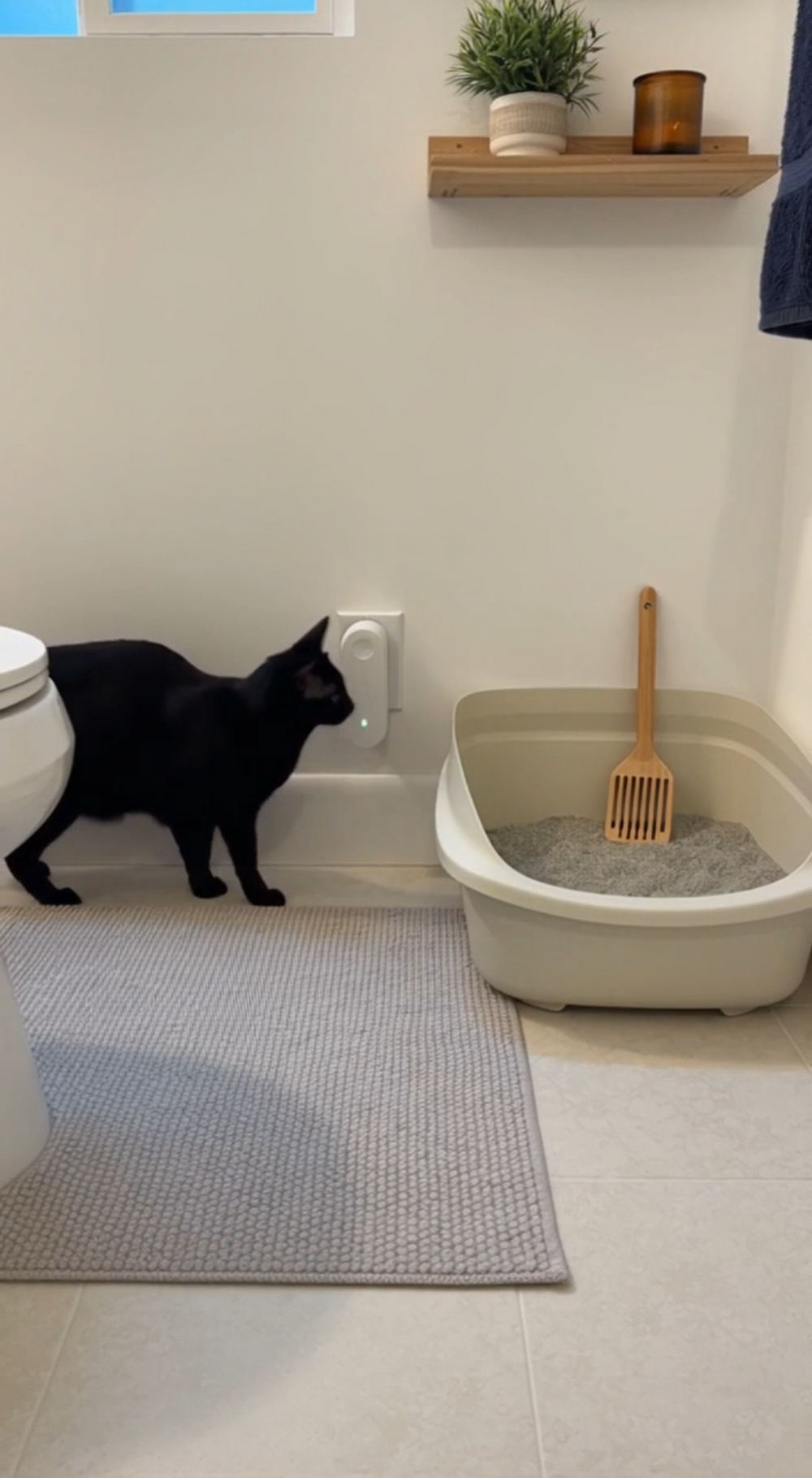 Michael's litter box