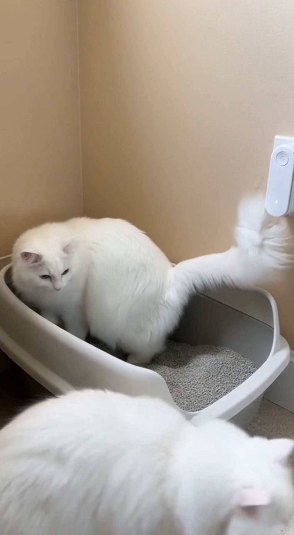 Emma's litter box